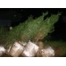 Саженцы Сосны крымской  купить в алматы питомник растений PLANTS хвойные породы деревьев 